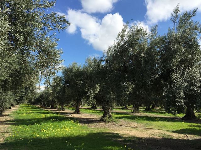 olivetrees